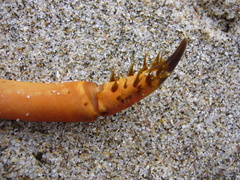 Sagmariasus verreauxi