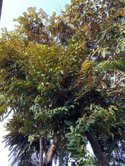 Chrysophyllum cainito