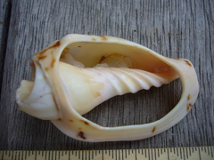 Alcithoe arabica