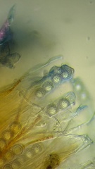 Lamprospora miniata