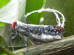 Lystra lanata