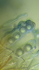 Lamprospora miniata