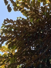 Chrysophyllum cainito