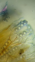 Lamprospora miniata