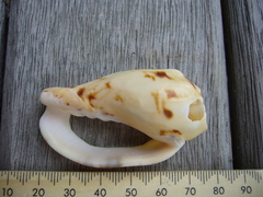 Alcithoe arabica