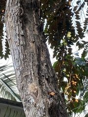 Chrysophyllum cainito