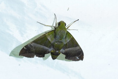 Oryba achemenides