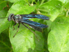 Synoeca surinama