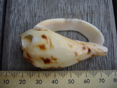 Alcithoe arabica