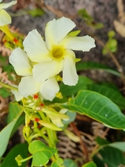 Apocynoideae