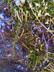 Coprosma perpusilla perpusilla