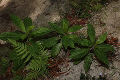Abrophyllum ornans