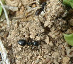 Crematogaster laestrygon