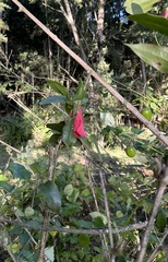 Lapageria rosea