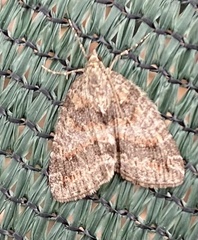 Hydriomena nubilofasciata