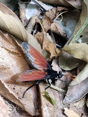 Protomydas rubidapex