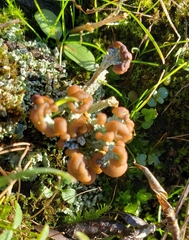 Cladonia cariosa