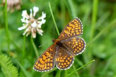 Melitaea athalia