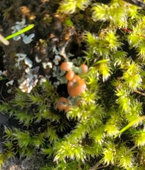 Cladonia cariosa