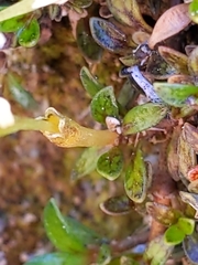 Coprosma perpusilla perpusilla
