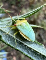 Brontocoris nigrolimbatus