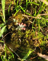 Cladonia cariosa