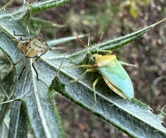 Brontocoris nigrolimbatus