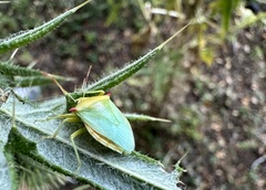 Brontocoris nigrolimbatus