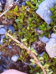 Coprosma perpusilla perpusilla