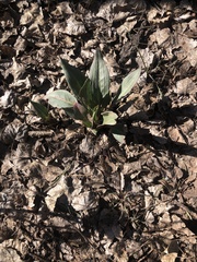 Penstemon pseudospectabilis