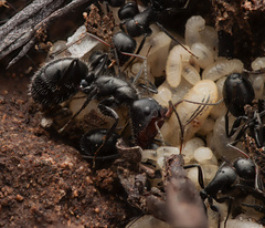 Camponotus ulcerosus
