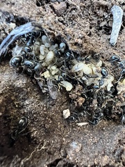 Camponotus ulcerosus