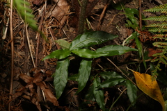 Gynochthodes jasminoides