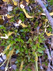 Coprosma perpusilla perpusilla