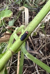 Pyractonema