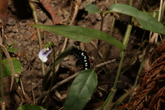 Doleschallia bisaltide australis