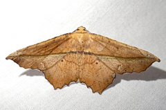 Polyacme dissimilis