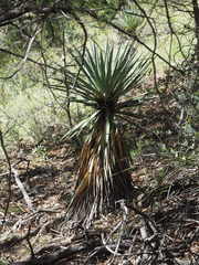 Yucca schottii