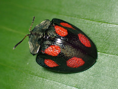 Cyrtonota tristigma