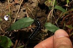 Doleschallia bisaltide australis