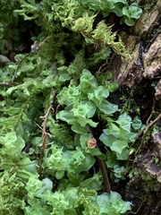 Plagiomnium venustum