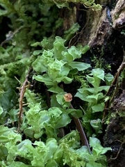 Plagiomnium venustum