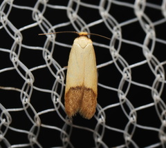 Tachystola stenoptera