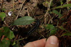 Doleschallia bisaltide australis