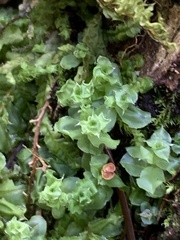 Plagiomnium venustum