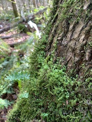 Plagiomnium venustum