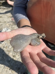 Aplidium stellatum
