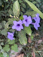 Ruellia tuberosa