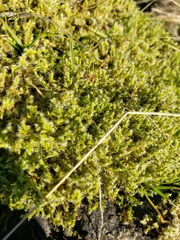 Racomitrium elongatum