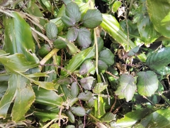 Rubus hochstetterorum